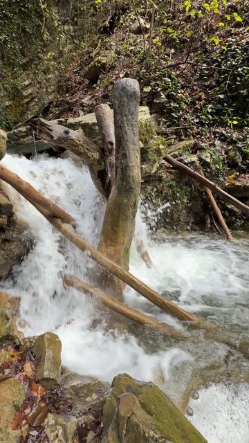 Лес в декабре ! Лазаревское .#сочи #лазаревское #релакс смотреть онлайн