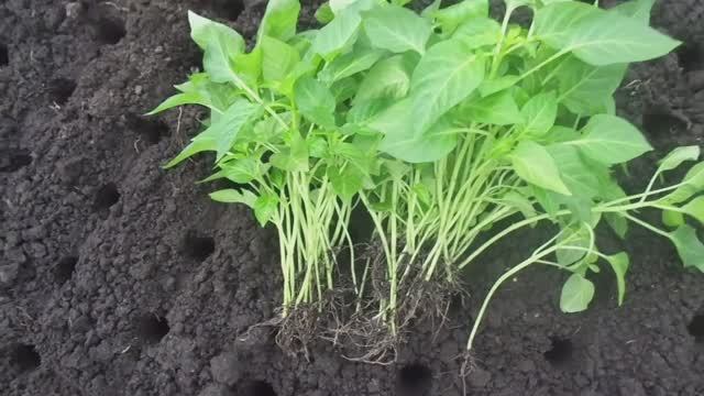 КАК ВЫРАСТИТЬ ОГРОМНОЕ КОЛИЧЕСТВО ПЕРЦА. ЧАСТЬ 2. ПИКИРОВКА В ГРУНТ. 2019 год. смотреть онлайн