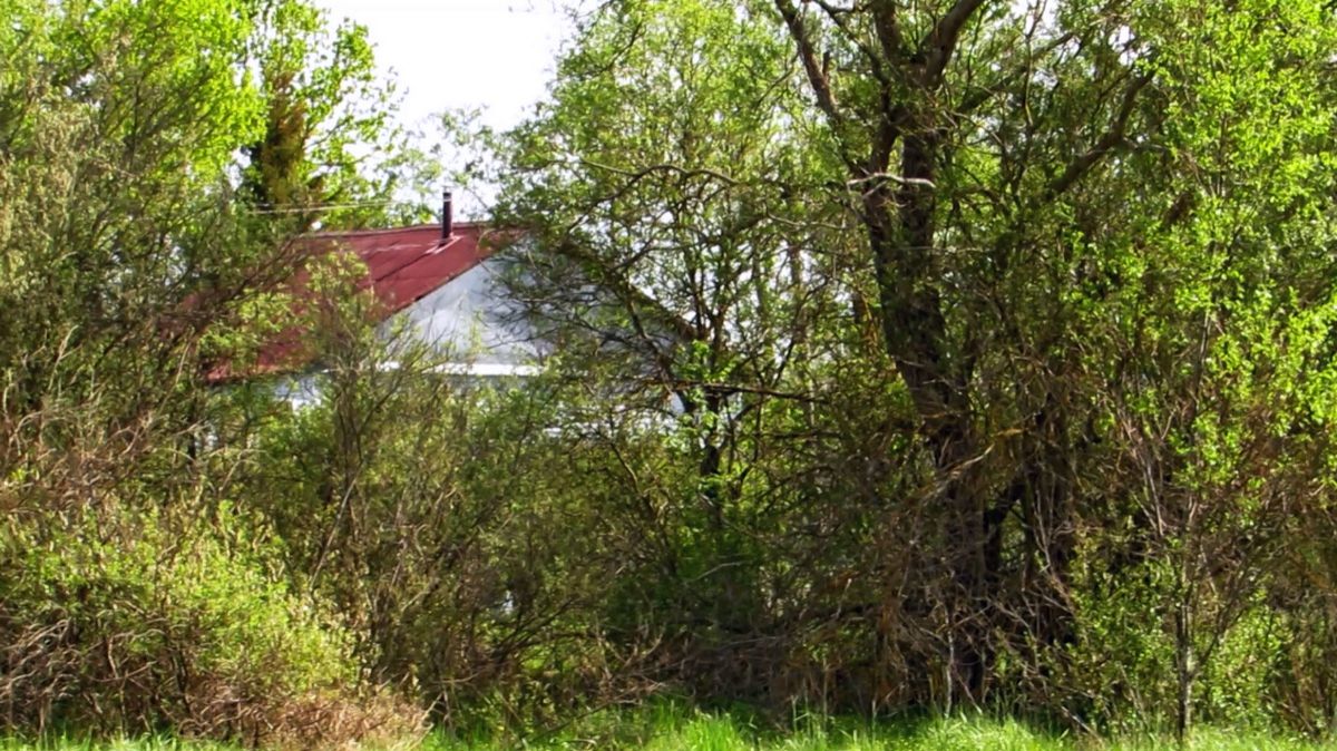 Люблю летом гулять а поле. Слышно пение птиц, а ещё ветер и шум камеры. смотреть онлайн