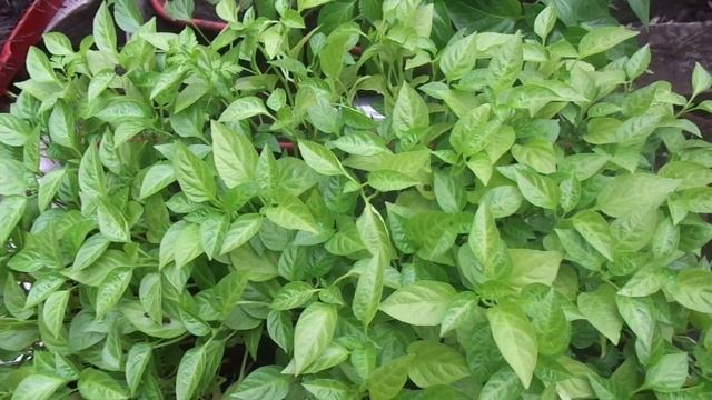 Ускоренное прореживание ЗАГУЩЕННЫХ посевов сладкого перца. 2019 год. смотреть онлайн