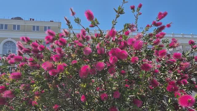 Хорошего нового дня! Пожелание! смотреть онлайн