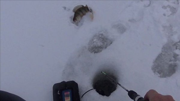 ОТКРЫЛ СЕЗОН ТВЁРДОЙ ВОДЫ / ЩУКА ОКУНЬ / Томская оьл протока на Оби/ БАЛАНСИР / БЫТ ИЗБА