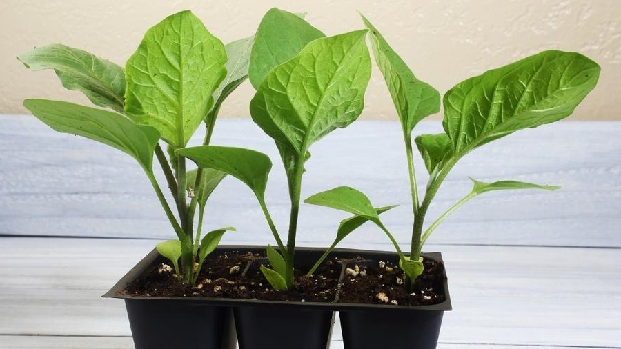 Посев баклажан на рассаду🍆Когда сажать баклажаны на рассаду. смотреть онлайн