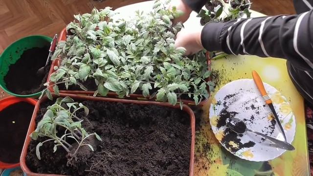 Пикировка томатов пошагово, подробно, с ответами на вопросы. 2021 год. смотреть онлайн