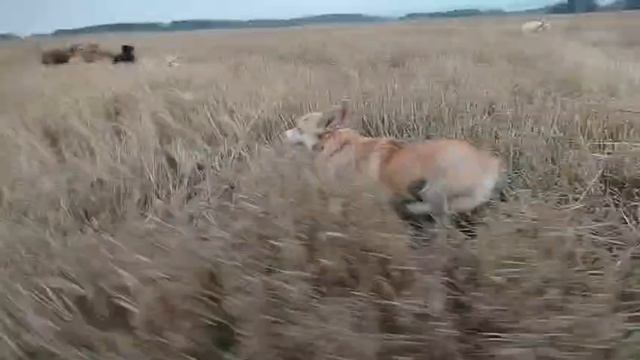 Детский садик для собак. Кинолог Игорь Алтайский.