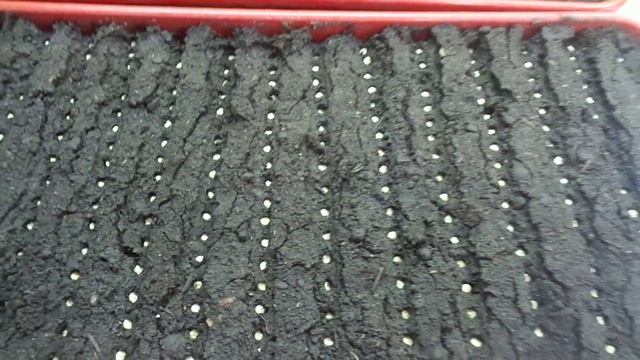 КАК ВЫРАСТИТЬ ОГРОМНОЕ КОЛИЧЕСТВО ПЕРЦА. Часть 1 - посев. 2019 год. смотреть онлайн