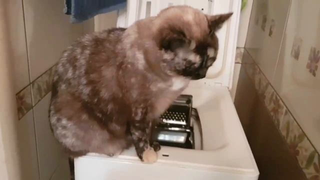 Леся и Сёма - Возможна КОТОстрофа смотреть онлайн