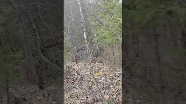 природа бобры ёлки и палки смотреть онлайн