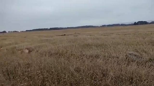 Детский садик для собак. Кинолог Игорь Алтайский.