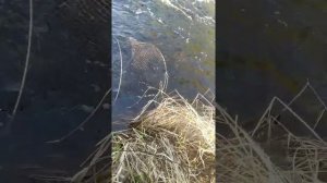 1 часть рыбалка в мордушки на лесном ручье .