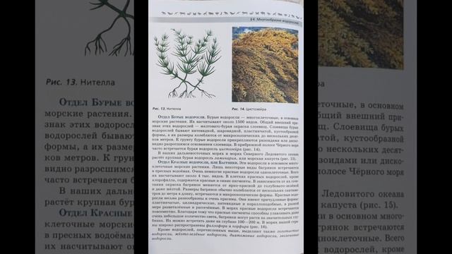 Биология 7 класс В.В. Пасечник. §4. Многообразие водорослей.
