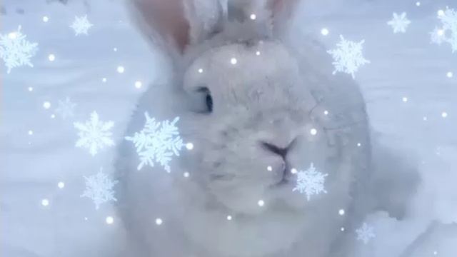 Первый раз увидел снег! ❄️❄️❄️ смотреть онлайн