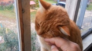 Рыжий кот Митя