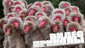 ЛУЧШИЕ ПРИКОЛЫ 2025 | ПРИКОЛЫ 2025 | СВЕЖИЕ ПРИКОЛЫ 2025 | РЖУ НЕ МОГУ |