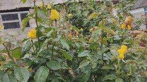 Влоги из деревни. Новый холодильник.  Закрываем сезон. Наводим порядок.