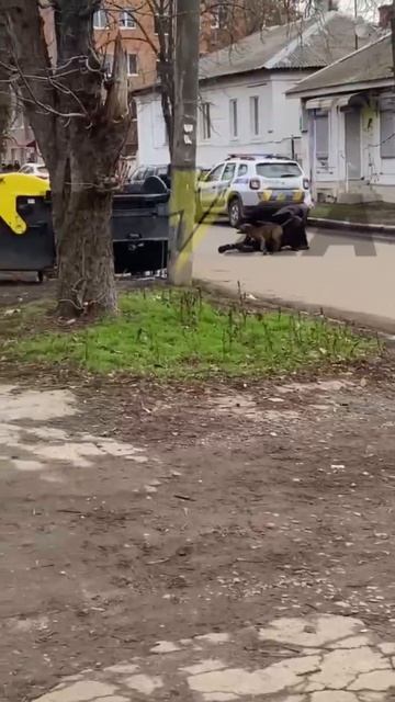 без яиц оставил питбуль тцкашников во время попытки могилизации овцы смотреть онлайн