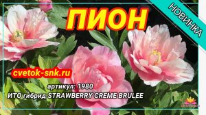 ИТО-гибрид «STRAWBERRY CREME BRULEE»/Сад Ворошиловой