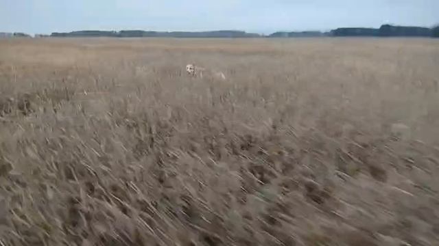 Детский садик для собак. Кинолог Игорь Алтайский.