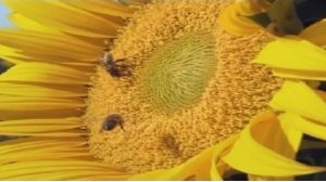 Психика растений   Росянка Кордицепс Кувшин Пуйя Акация