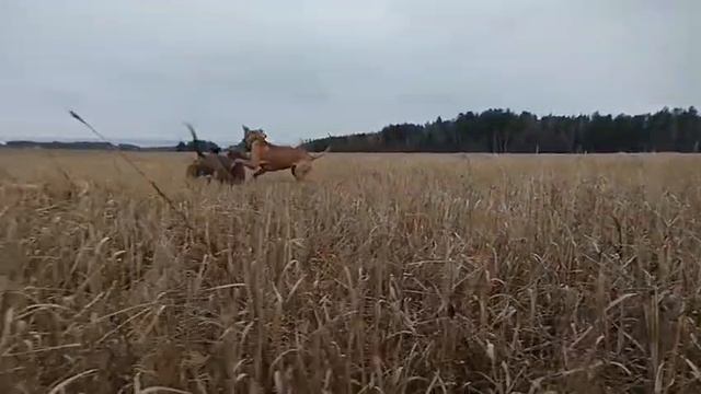 Детский садик для собак. Кинолог Игорь Алтайский.