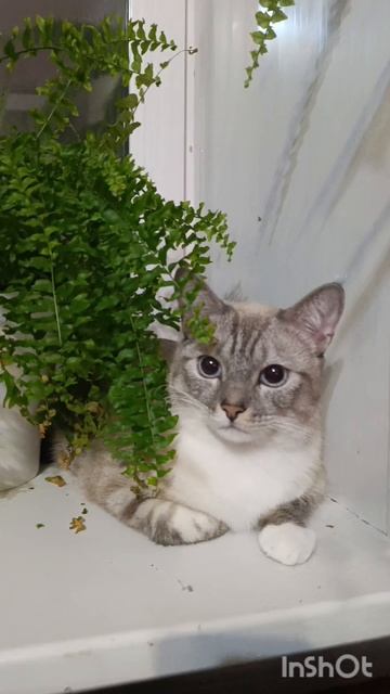 Каспер смотреть онлайн