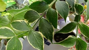 Комнатные растения🌺🍀🌺🍀🌺 Новинка...Будни цветовода...