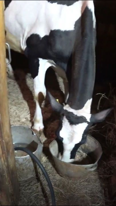 Почему корове нельзя давать много яблок? смотреть онлайн