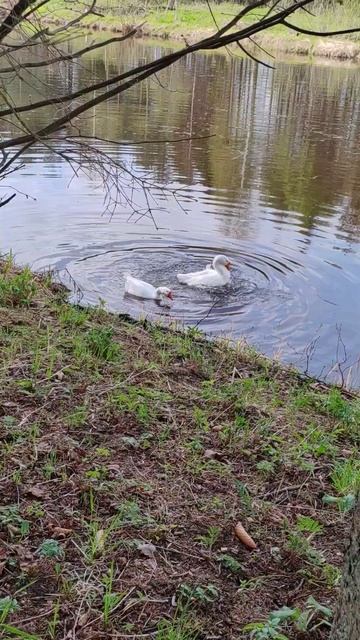 гуси купаются...