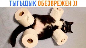 ТЫГЫДЫК ОБЕЗВРЕЖЕН ))) Приколы с котами | Мемозг 1694