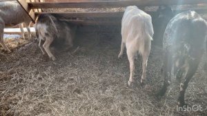 Можно ли кормить козлят коровьим молоком. Коровье молоко для козлят. Чем кормить козлят