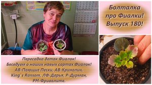 Болталка про Фиалки! Выпуск 180! Пересадка деток Фиалок! Беседуем о наших новых сортах Фиалок!