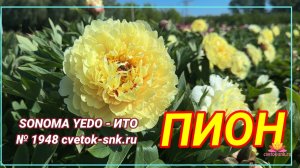 ИТО-гибрид «SONOMA-EDO»/Сад Ворошиловой