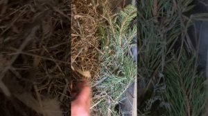 Чем кормить кроликов. Выгодное кормление кроликов. Что можно кроликам