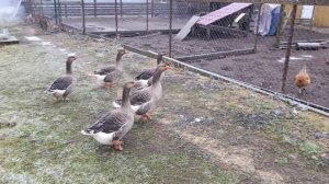 Почему я выбрал породу гусей 🪿 Крупный Серый? Ответ на комментарий 🤔