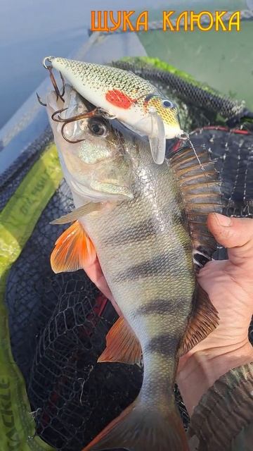 🔥 Этот окунь в себя поверил... 🔥 #рыбалка #окунь #спиннинг