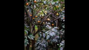 Цитрусовый рай в ноябре в прекрасном Сочи