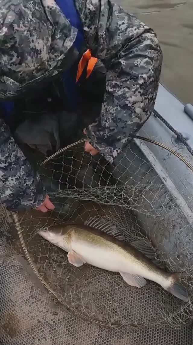 Настучали по клыкам