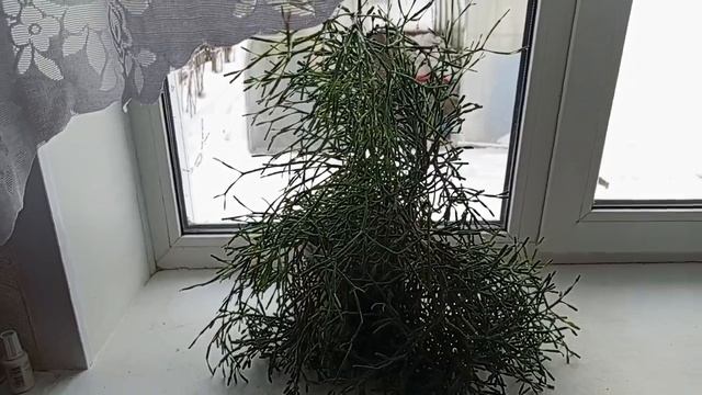 Оленьи рожки - домашний цветок смотреть онлайн