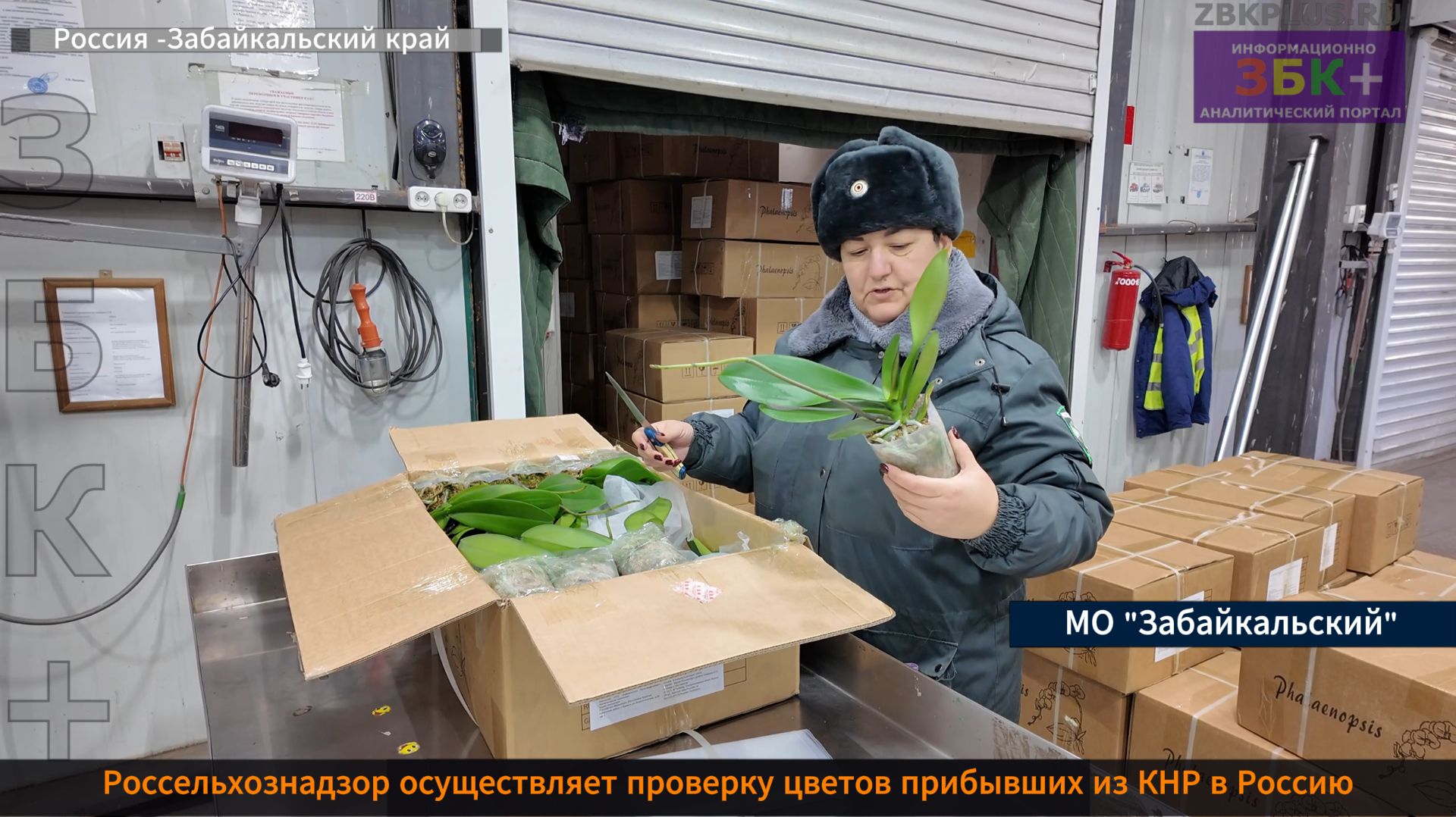 ЗБК + Россельхознадзор осуществляет проверку цветов прибывших из КНР в Россию смотреть онлайн