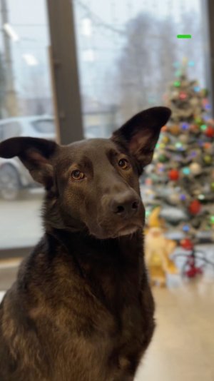 Ирбис жжёт