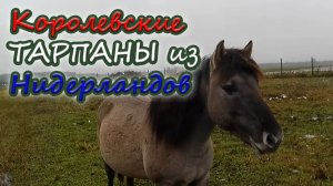 Королевские тарпаны из Нидерландов