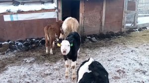 Как дела у телят с фермы/ Готовимся к празднику