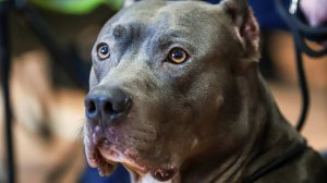 Питбуль искусал украинских полицейских, защищая хозяина в Полтаве