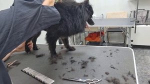 Немецкий шпиц.  Стрижка под мишку.