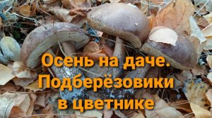 Осень на даче 🍂  Подберёзовики в цветнике 🏡 В финале – чудесная история покупки нашей дачи! 💫