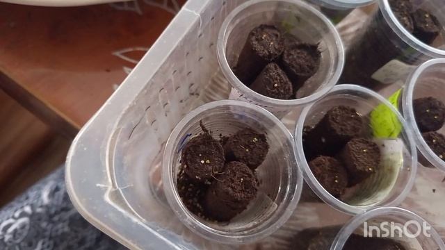 6-12-2025. Жизнь в деревне. Добрались руки до цветов. смотреть онлайн