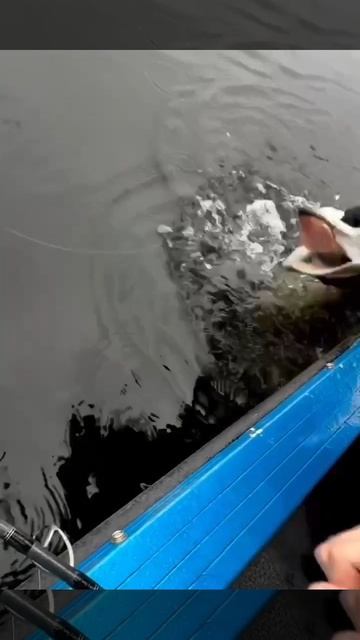 Поймали огромную зубастую щуку монстра и счастливы!. смотреть онлайн