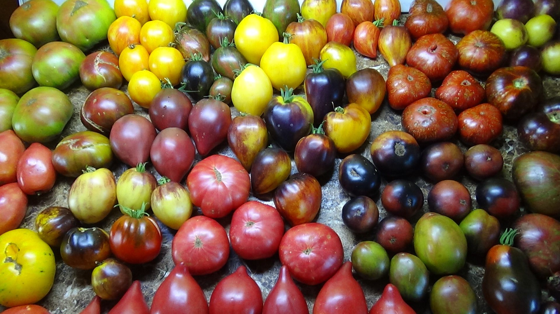 Заказы семян принимаю круглый год без приостановки приема заявок. смотреть онлайн