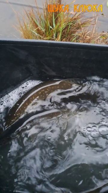 🔥 Зарыбление городского пруда 🔥 #рыбалка #щука #спиннинг