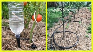 25 идей полива растений на даче: Экономичные решения для вашего кошелька и сада 🌳💧